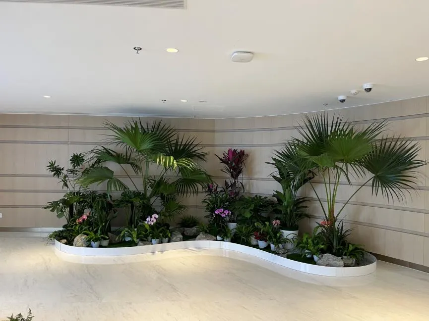 揭秘北仑花木出租，领略绿植租赁的无限可能亡